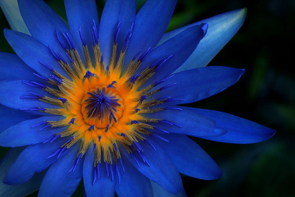 Unveiling the Beauty Secrets of the Blue Lotus Flower: Nourishing Your Skin Naturally