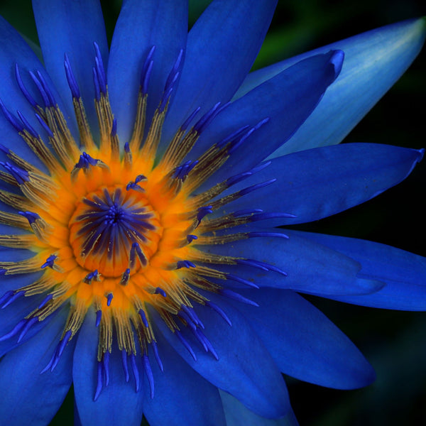 Unveiling the Beauty Secrets of the Blue Lotus Flower: Nourishing Your   Sinai Skin